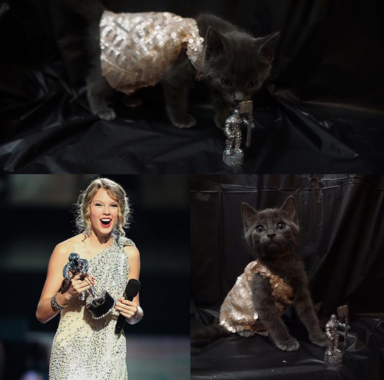 Gatos vestidos de Taylor Swift Gatos vestidos de Taylor Swift